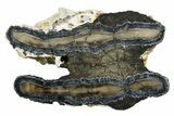 Mammoth Molar Slice With Case - South Carolina #349982-1